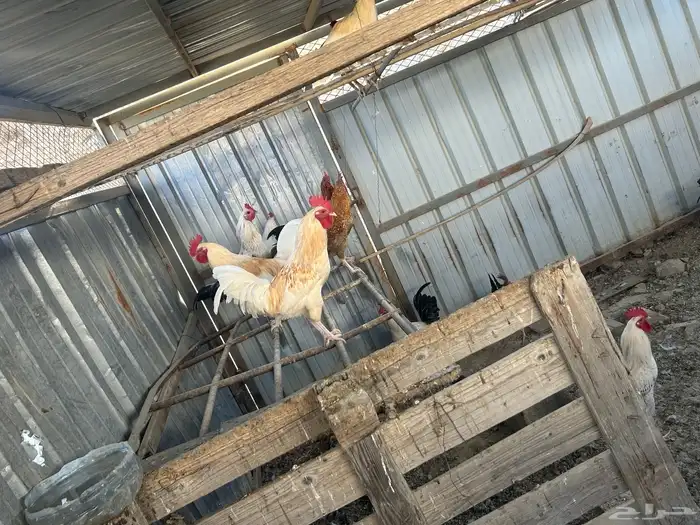 ذكور دجاج بلدي للبيع النماص 0