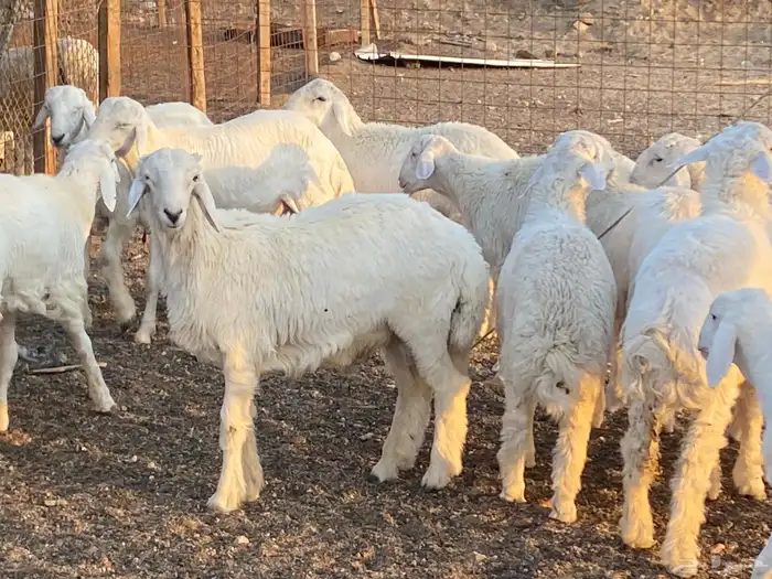 طليان حرية طائفية وسواكني مرابي 6