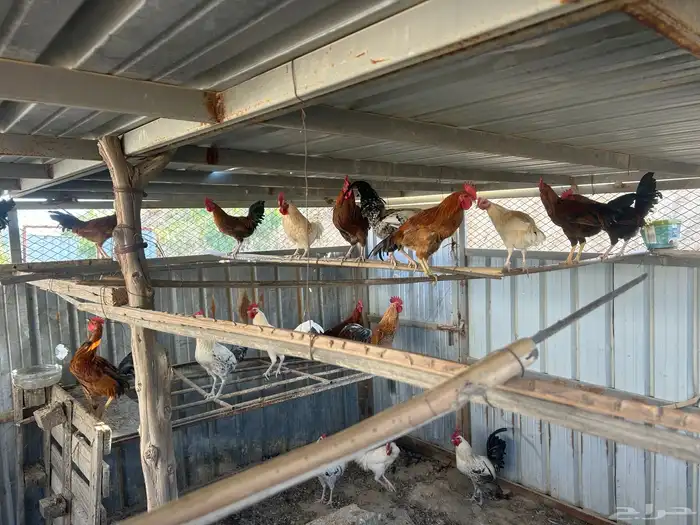 ذكور دجاج بلدي للبيع النماص 7