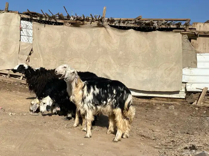 رخال مقاني نجد صنف جذعات 28