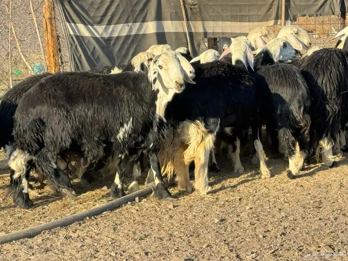 رخال وضان نجد 6