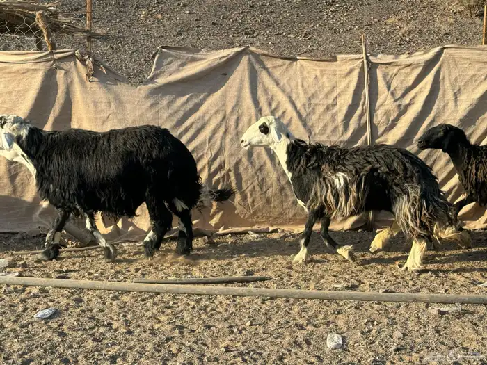 رخال وضان نجد 7