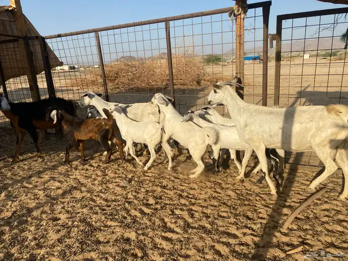 معزاء متاويم بيشيه 6