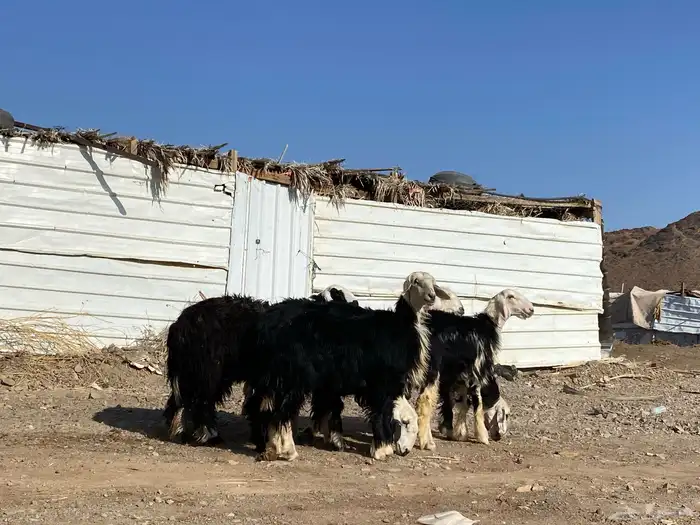 رخال مقاني نجد صنف جذعات 0