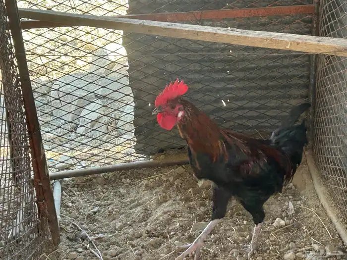 ذكور دجاج بلدي للبيع النماص 4