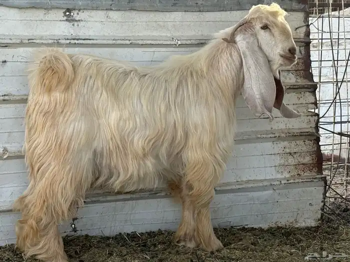 تيس اصفر كايف 3