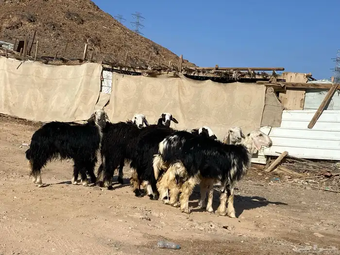 رخال مقاني نجد صنف جذعات 29