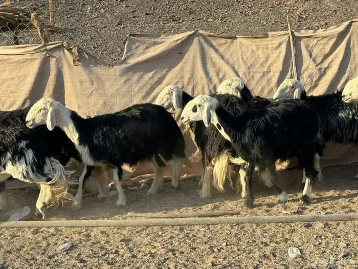 رخال وضان نجد 1