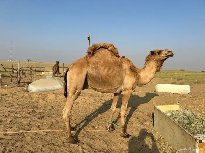 للبيع فحل ساحلي داخل رباع مشروط 3