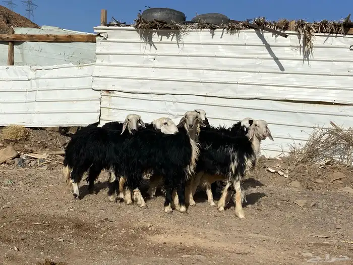 رخال مقاني نجد صنف جذعات 18