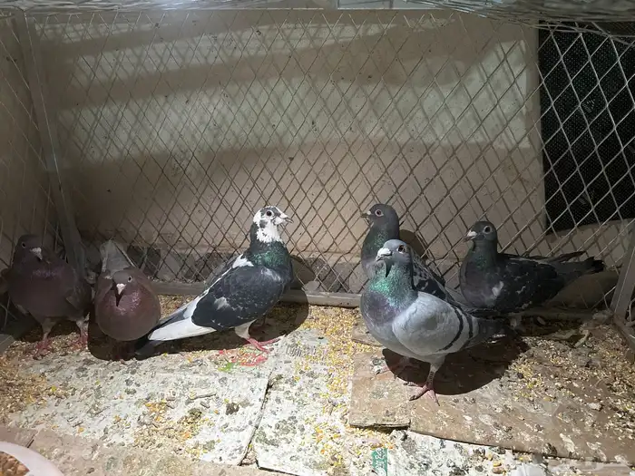 حمام للبيع زاجل وقلاب معهن بيض 1