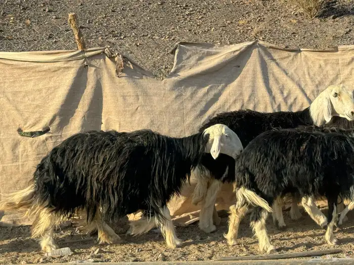 رخال وضان نجد 9