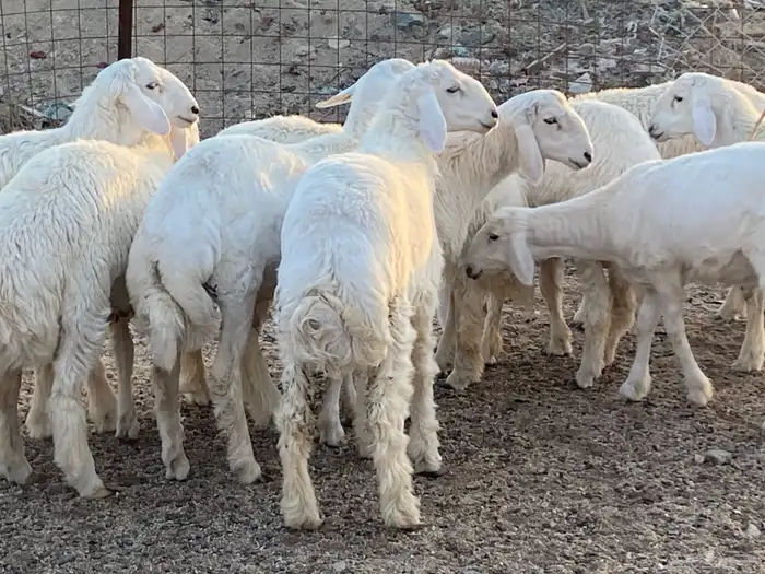 طليان حرية طائفية وسواكني مرابي 2