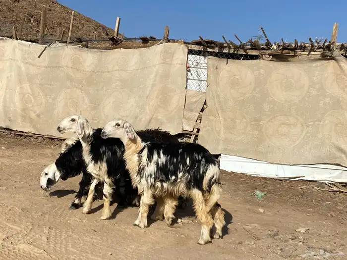 رخال مقاني نجد صنف جذعات 27