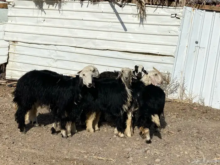 رخال مقاني نجد صنف جذعات 14