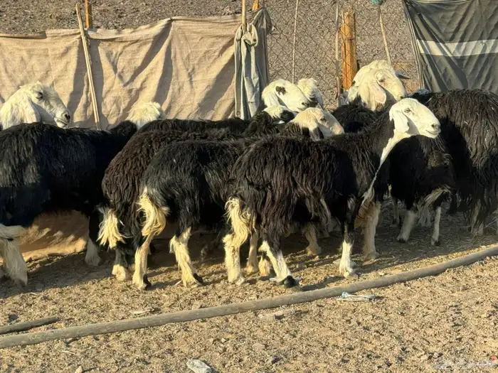 رخال وضان نجد 10