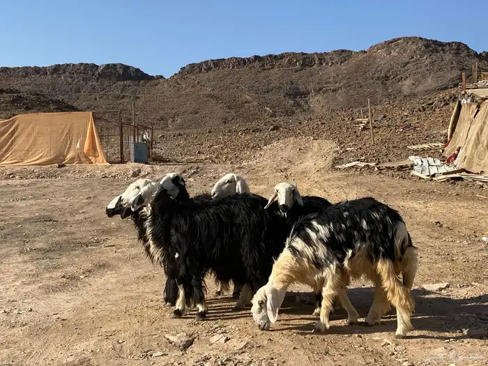 رخال مقاني نجد صنف جذعات 6