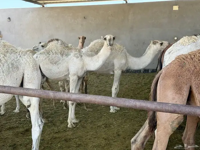 حشو للبيع 1
