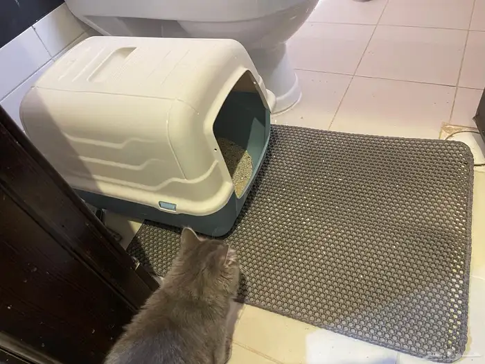 قطين ذكور - تم تبنيهم 8