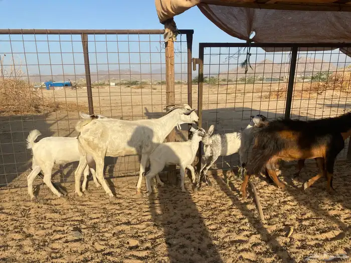معزاء متاويم بيشيه 4