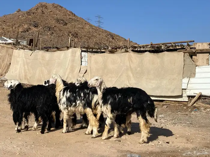 رخال مقاني نجد صنف جذعات 31