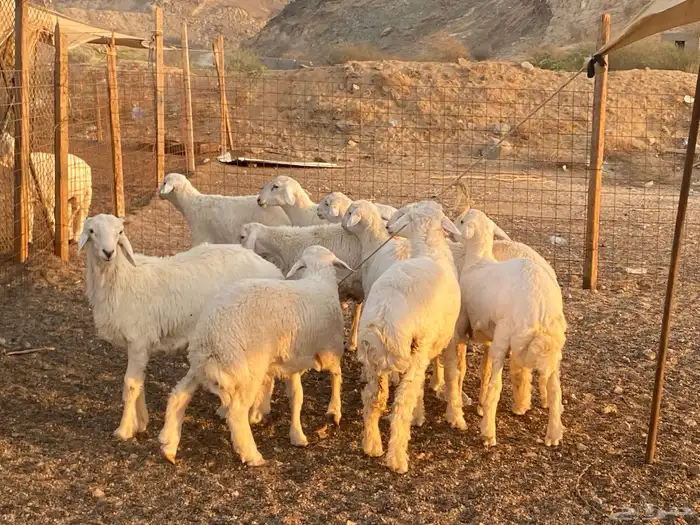 طليان حرية طائفية وسواكني مرابي 7