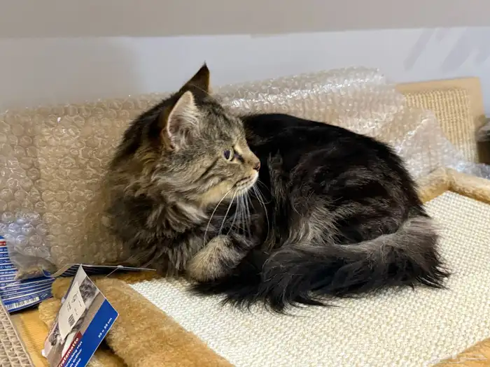 قط شيرازي للبيع مع دفتر التطعيمات. السعر قابل للتفاوض 2