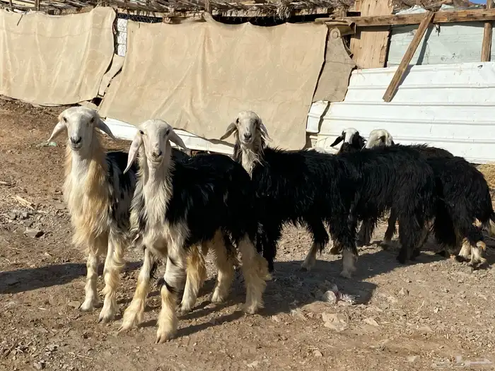 رخال مقاني نجد صنف جذعات 22