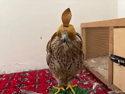 لبيع بأشق يهد عل جرابيع و حمام وعصافير وينقز ويوجد تصوير index