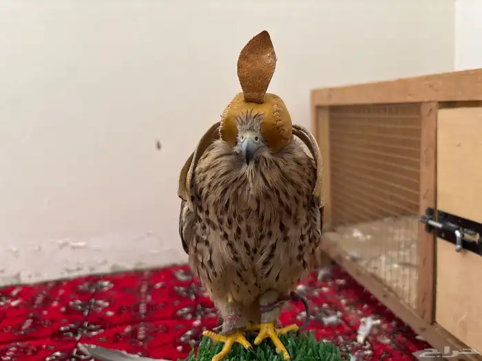 لبيع بأشق يهد عل جرابيع و حمام وعصافير وينقز ويوجد تصوير 0