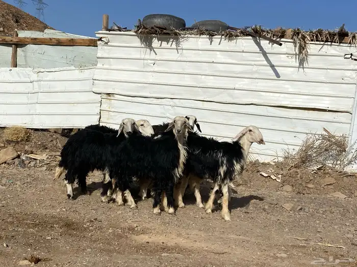 رخال مقاني نجد صنف جذعات 17