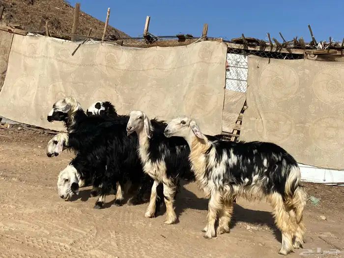 رخال مقاني نجد صنف جذعات 26