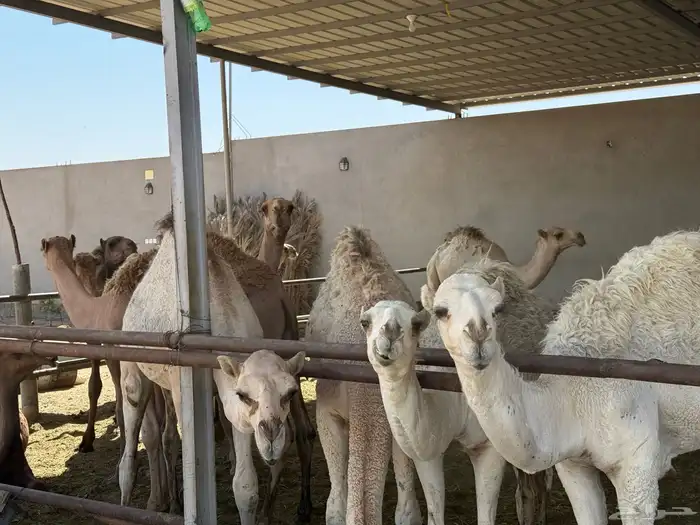 حشو للبيع 2