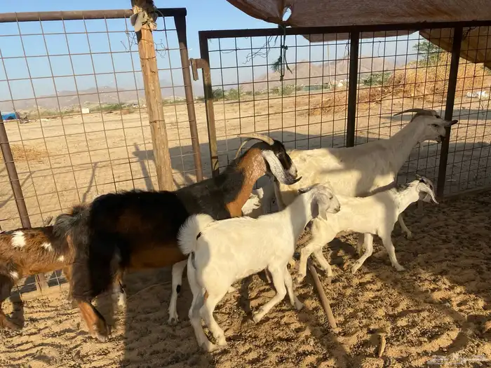 معزاء متاويم بيشيه 8
