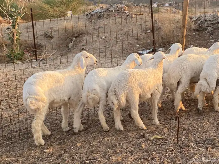 طليان حرية طائفية وسواكني مرابي 0