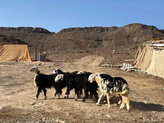 رخال مقاني نجد صنف جذعات 8