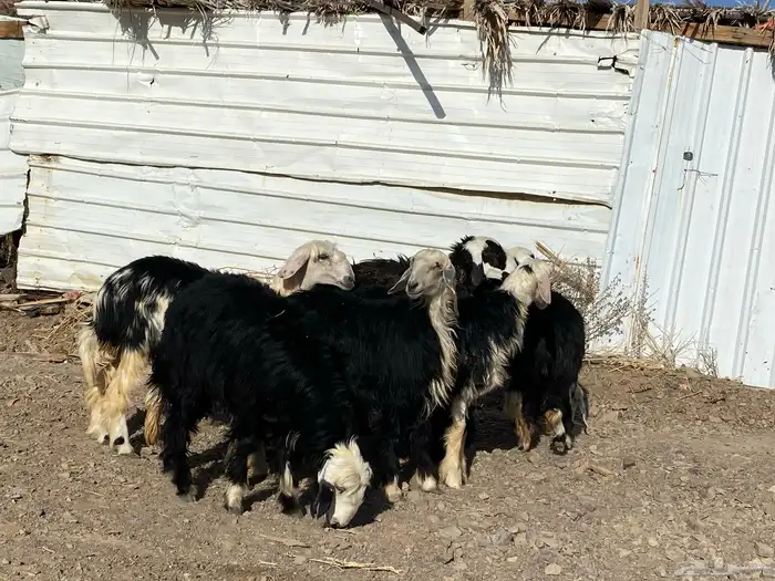 رخال مقاني نجد صنف جذعات 13