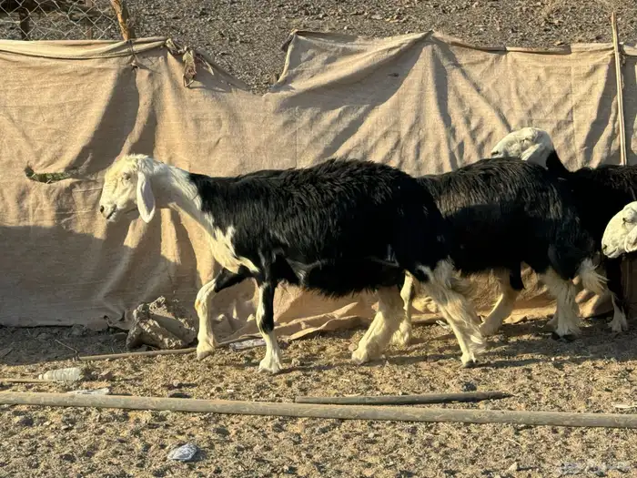 رخال وضان نجد 3