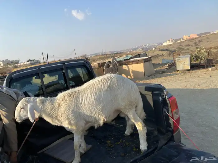 خروف جذع ع الشرط مليان شحم 1