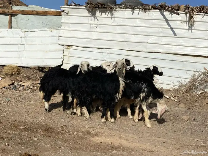 رخال مقاني نجد صنف جذعات 15