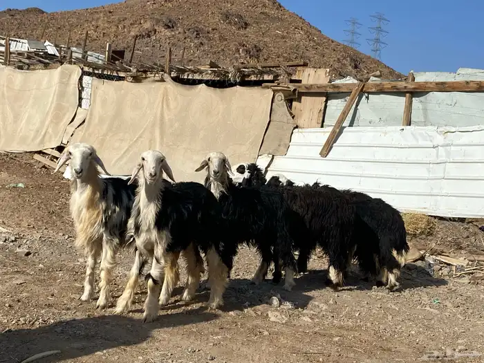 رخال مقاني نجد صنف جذعات 20