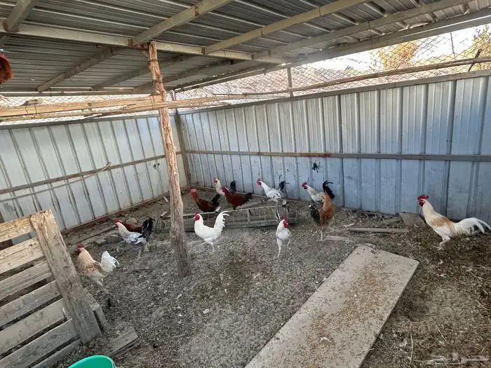 ذكور دجاج بلدي للبيع النماص 2