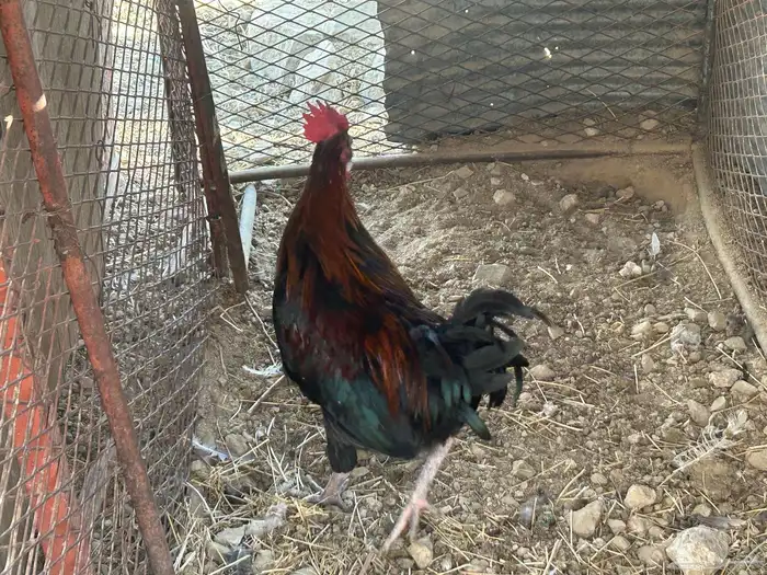 ذكور دجاج بلدي للبيع النماص 12