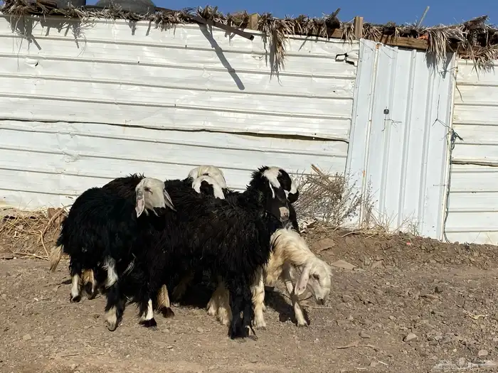 رخال مقاني نجد صنف جذعات 11