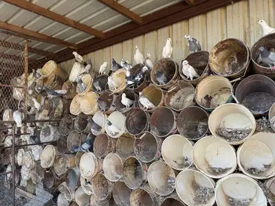 حمام عادي index