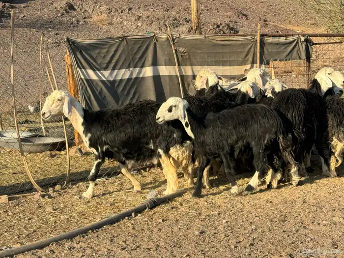 رخال وضان نجد 4