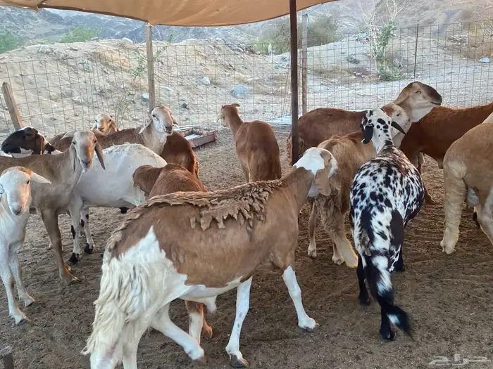 طليان حرية طائفية وسواكني مرابي 13