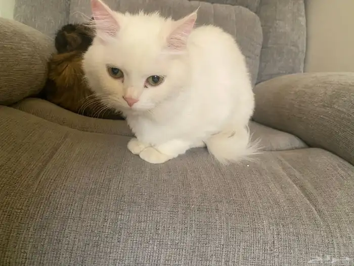 قطه انثى سليمه للتبني في ابها وماجاورها 6