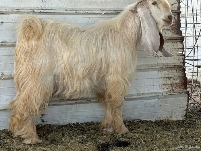 تيس اصفر كايف 0