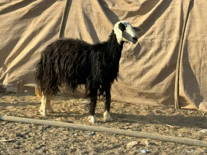 رخال وضان نجد 5